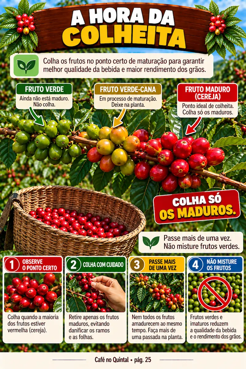 Página Conhecendo o café conilon do e-book Café no Quintal
